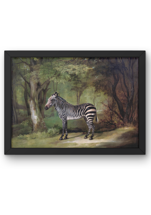 Zebra (1763) – George Stubbs Tablosu, Hayvan ve Doğa Temalı Kanvas