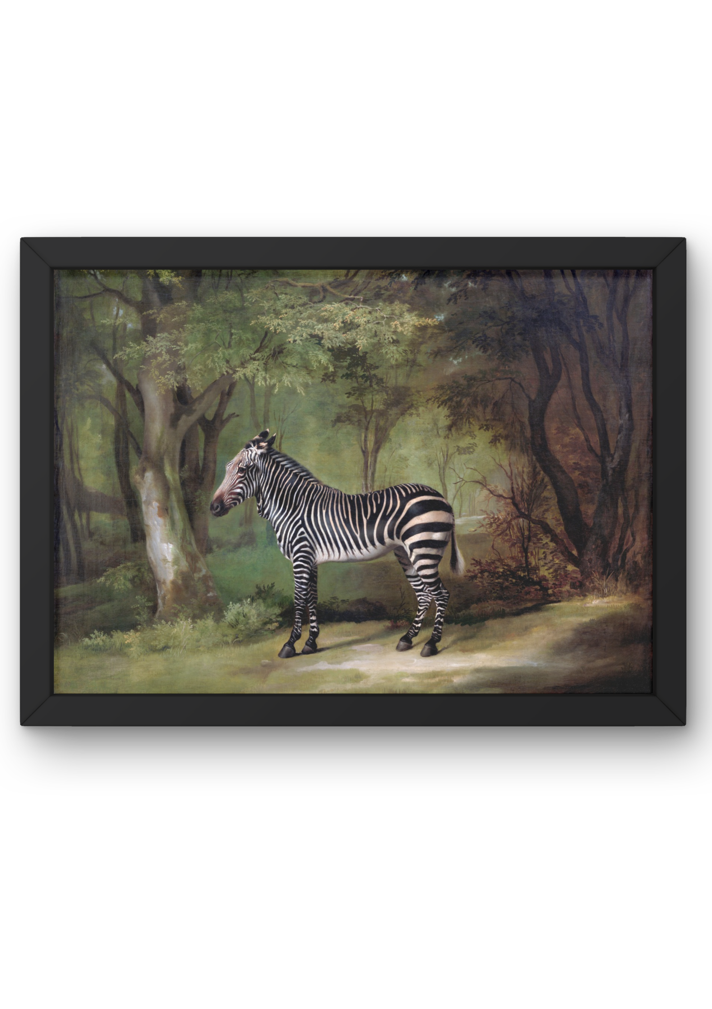 Zebra (1763) – George Stubbs Tablosu, Hayvan ve Doğa Temalı Kanvas